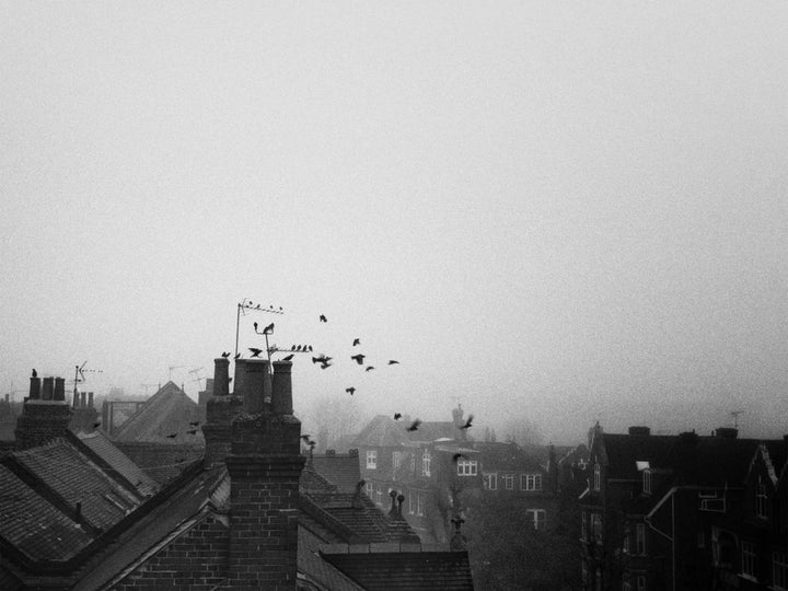 Birds Prepare for the Misty Day Ahead